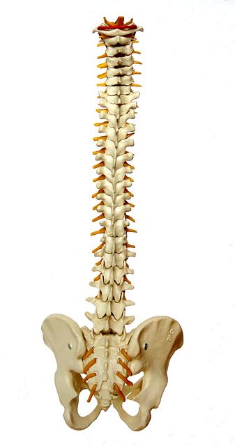 Unlock the Secrets of Ergonomics Tailor Your Environment to Support Your Spine