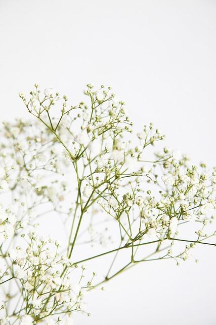 Harnessing Nature’s Bounty: Potent Botanicals for Timeless Beauty