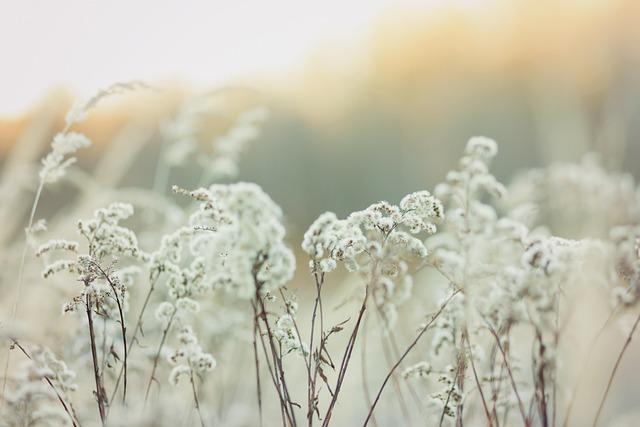 Choosing the Right Ingredients for Calming Care