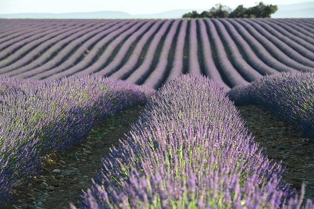 Unlocking the Secrets Essential Oils for Repairing Damaged Hair
